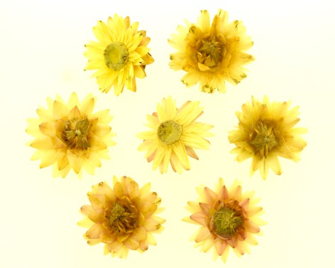 Flor sempre viva natural (aberta) - Tamanhos variados (5 peças),