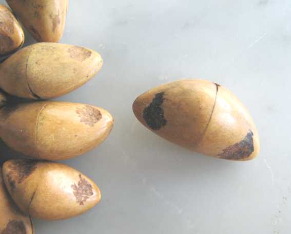 Chapéu de Napoleão (Aguaí) - Embalagem (E) com 10 sementes